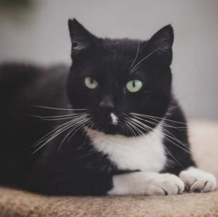 Mądra i piękna Samirka szuka domu