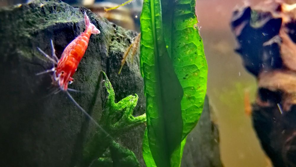 Krewetki Red Cherry pięknie wybarwione + GRATIS