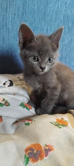 Віддаю котинят в добрі руки