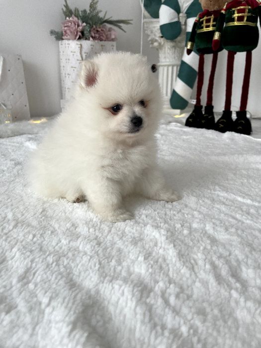 Померанські шпіци — Лише 3! Ідеальна можливість