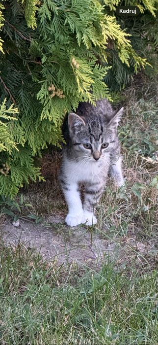 Oddam kotke 6 miessircy. urodzona 15.06