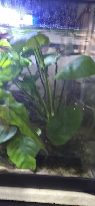 Anubias e mugo de java