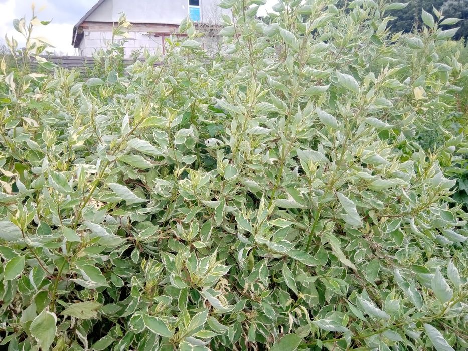 Дерен белый живая изгородь