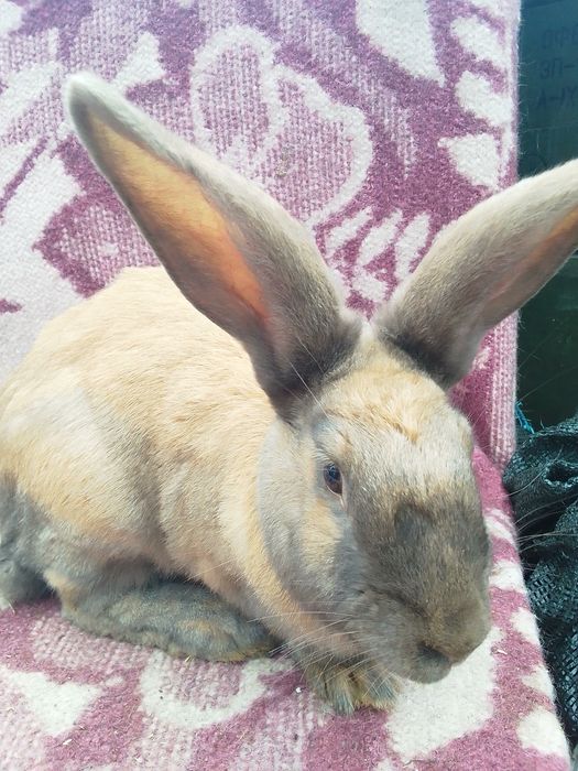 Німецький строкатий велетень.