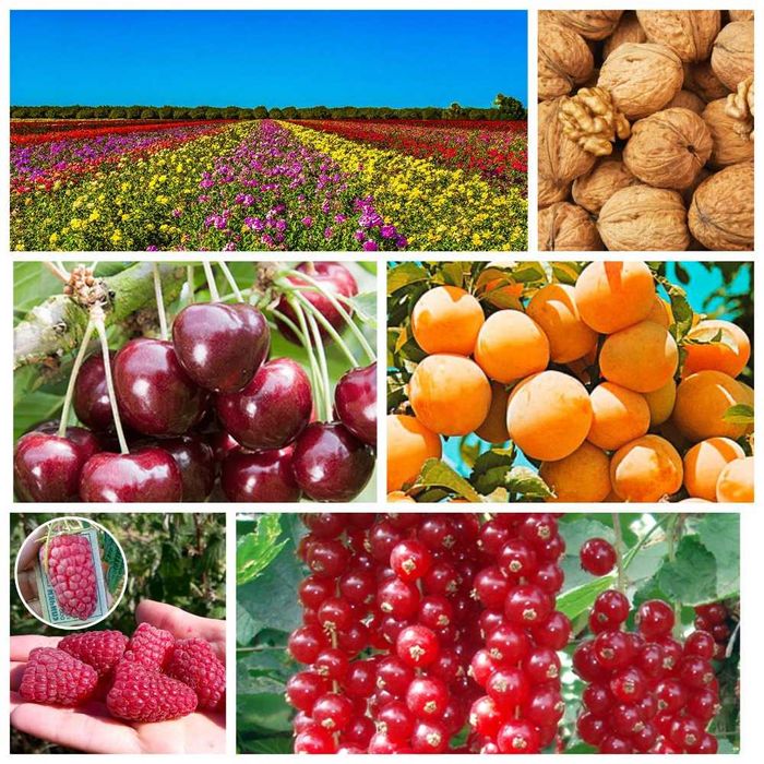 Саженцы персик, слива, абрикос, груша, яблоня, черешня, смородина.