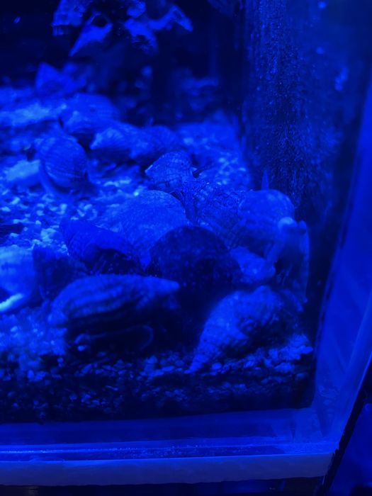 Vendo nassarius vibex aquario marinho