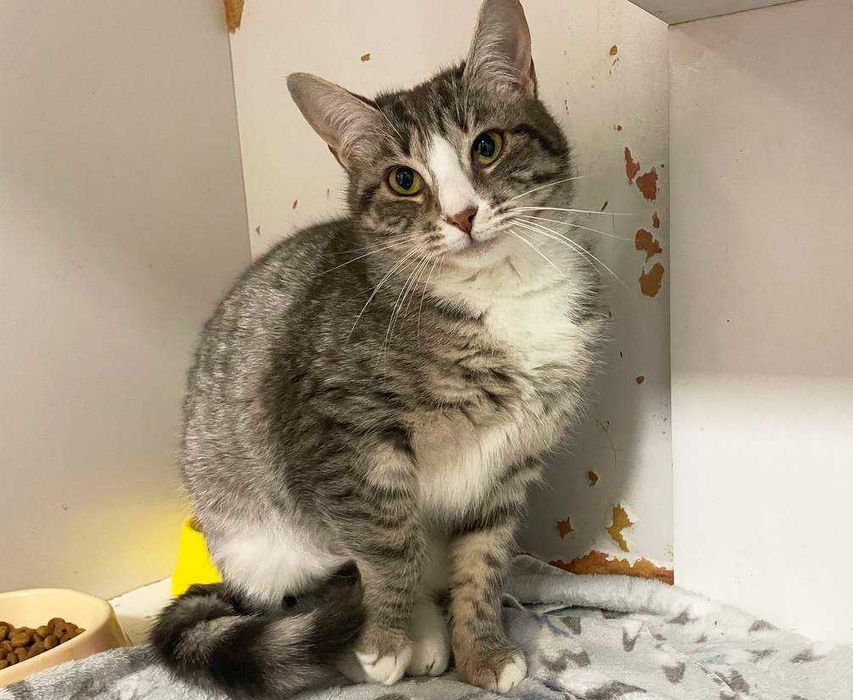 Чудова Мультя з красивими розкосими очима (1 рік). Стерил. Кошка