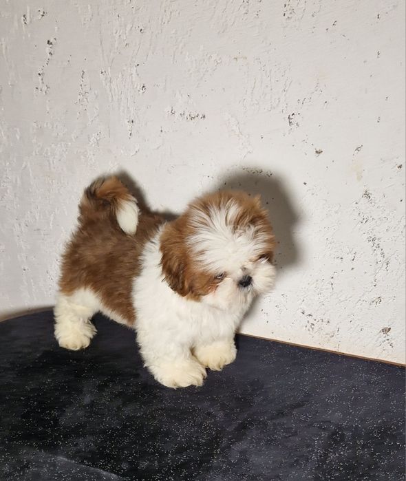 Sprzedam pieski Shihtzu
