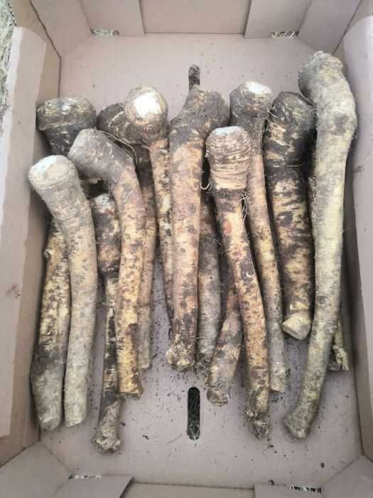 Chrzan - możliwa wysyłka