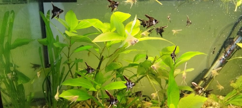 Młode skalary sprzedam