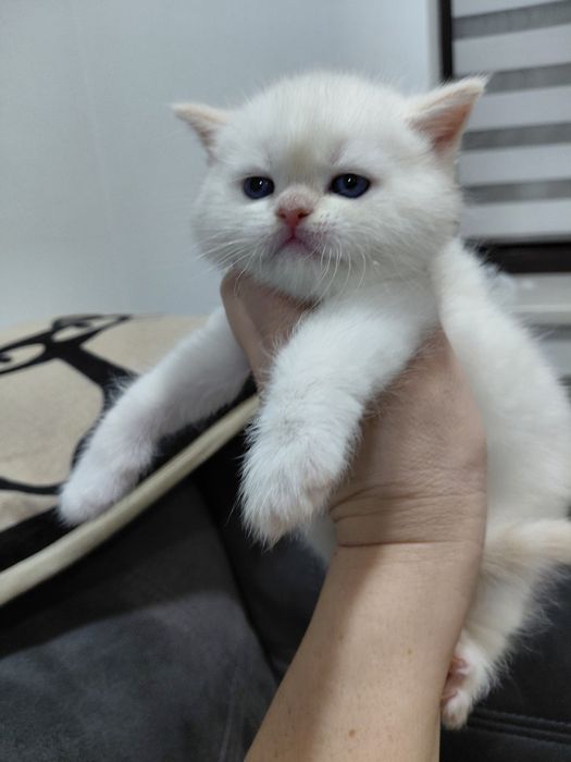 Продається шотландське кошеня поінт