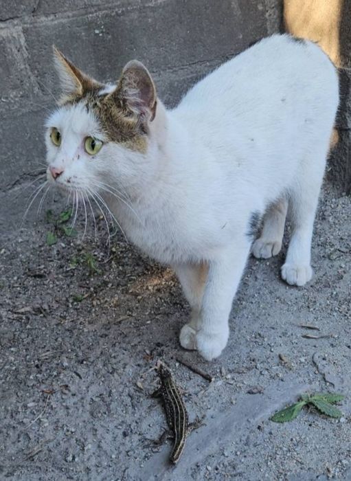 Кошечка в добрые руки