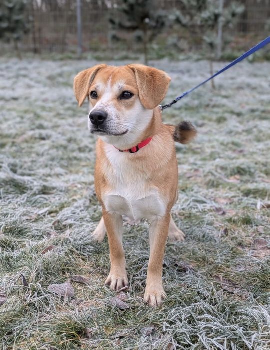 Kris, 10-miesięczny biszkopcik