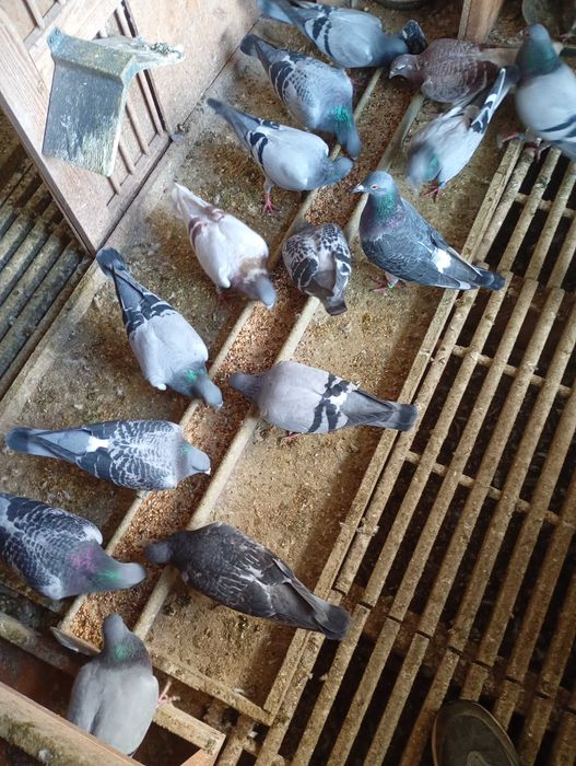 Gołębie pocztowe