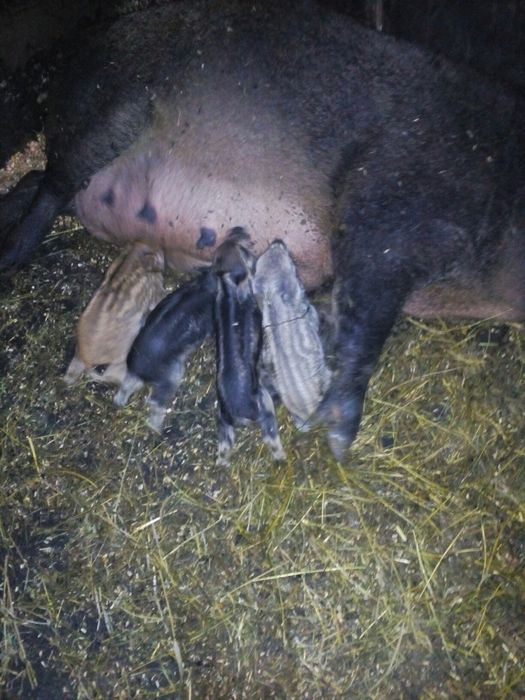 Венгерская пуховая мангалица!!! Угорська пухова мангалиця!!!