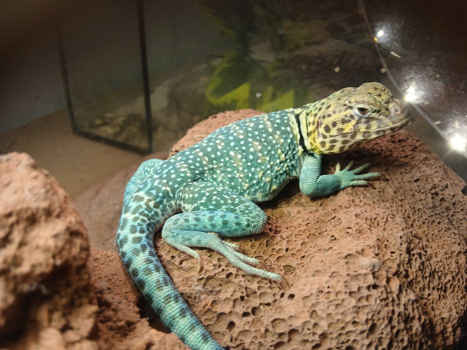 L. Obrożny Terrarium24 Lublin