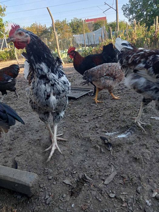 Півні, півники. Білефельдер Лівенська. Легбар. Маран