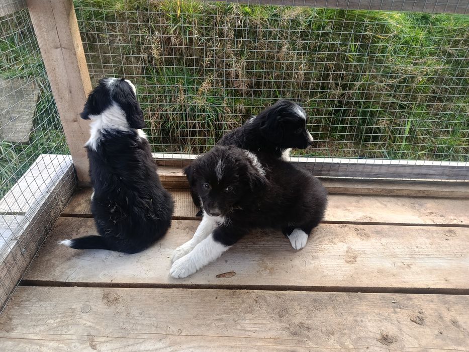 Szczeniaki border collie