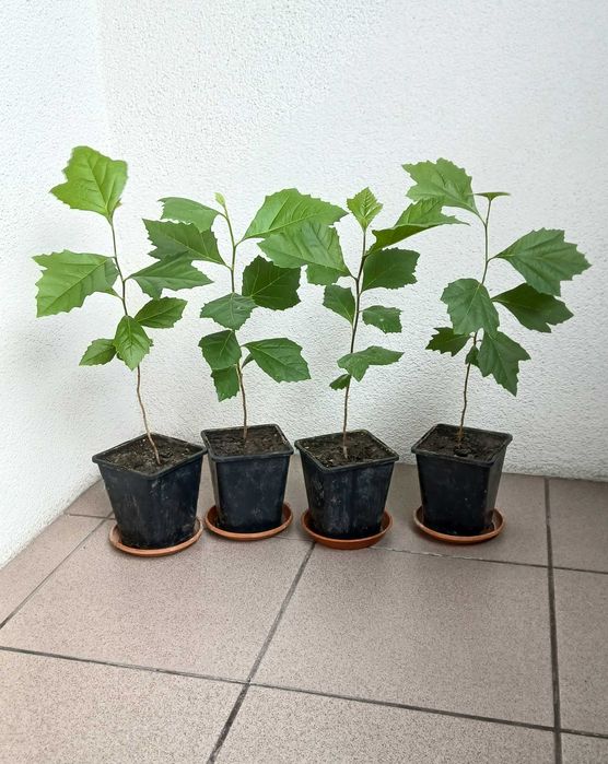 Platan klonolistny w doniczce - wychodowany z nasion - 40-50cm (25zł) - 50-60cm (30zł) - 60-70cm (35zł)