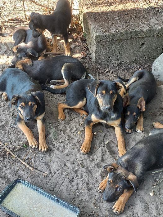 Собачки Малюки шукають родину