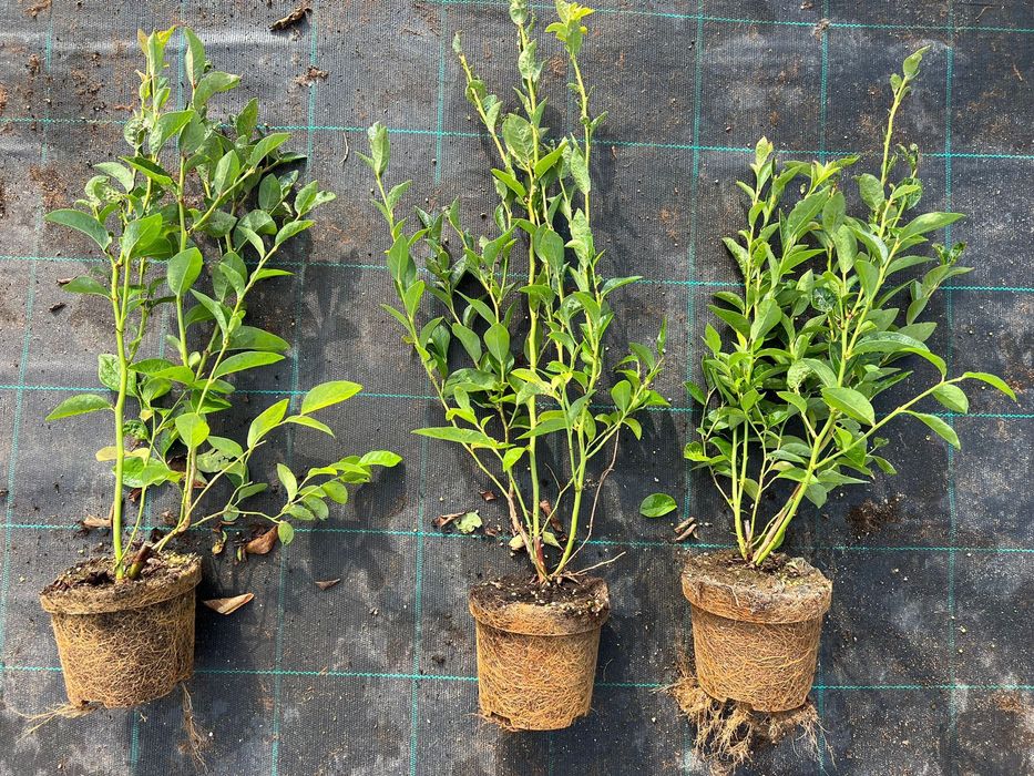 Sadzonki borówki amerykańskiej różne odmiany CAC, paszporty