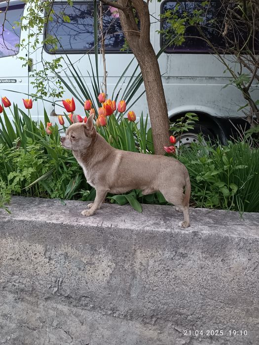 Ліловий "Лімон"для в'язки, чіхуа, FCI