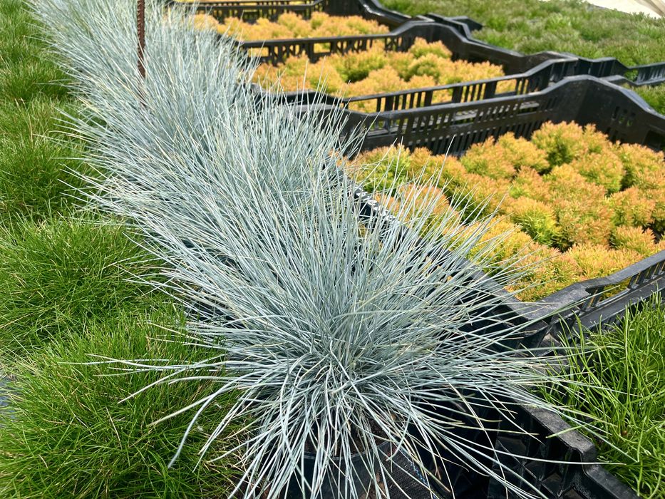 Саджанці вічнозелених хвойних декоративних рослин, гортензії і ягідні