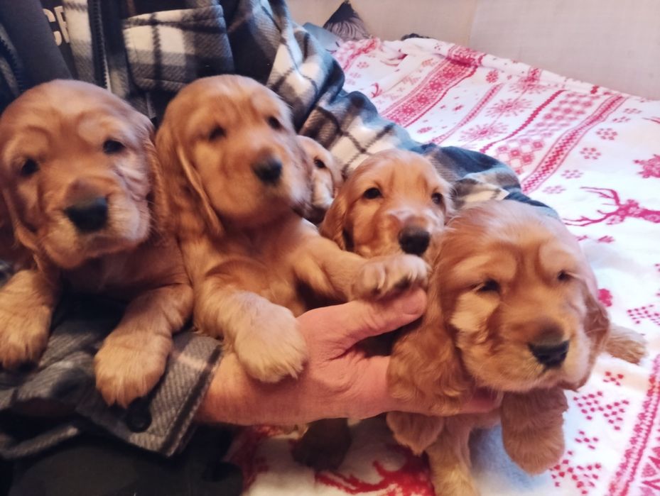 Piękne suczki i pieski Cocker spaniel