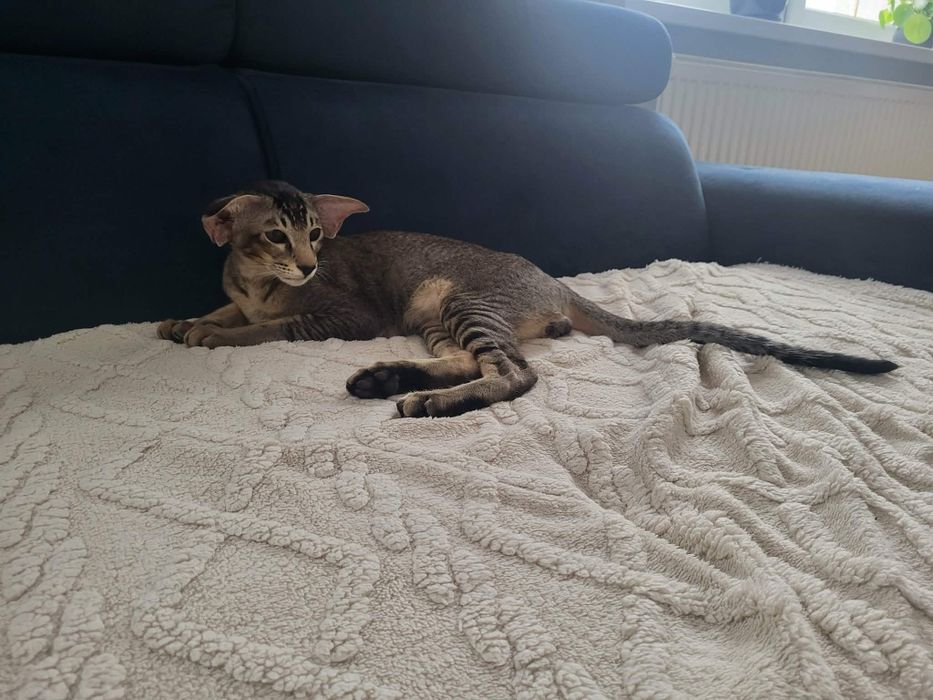 Kot orientalny paterbald