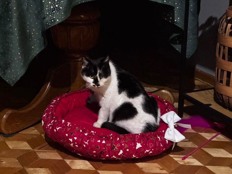 Mloda kotka Luna czeka na dom