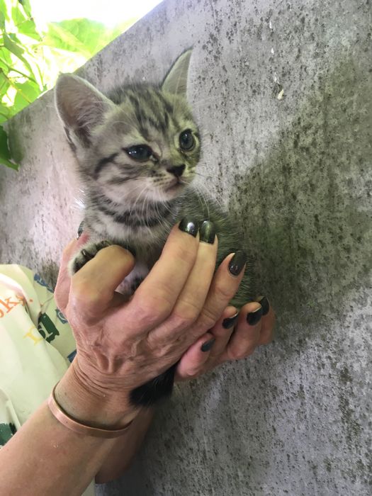 Маленькі клубочки щастя)