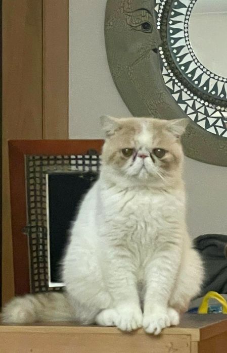 Gato PERSA Macho