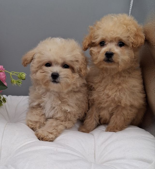 Чарівні дівчатка мальтипу