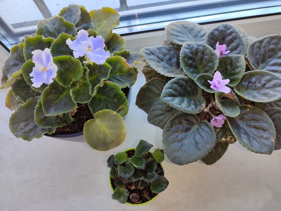 Фиалкі цвітуть з весни, є ще  маленькі, та алое