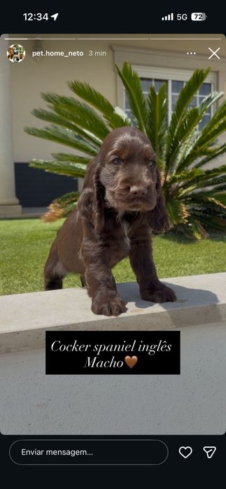 cocker spaniel inglês macho
