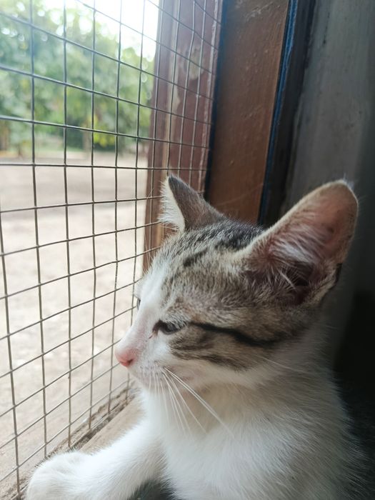 Gatinho bebé para adoção