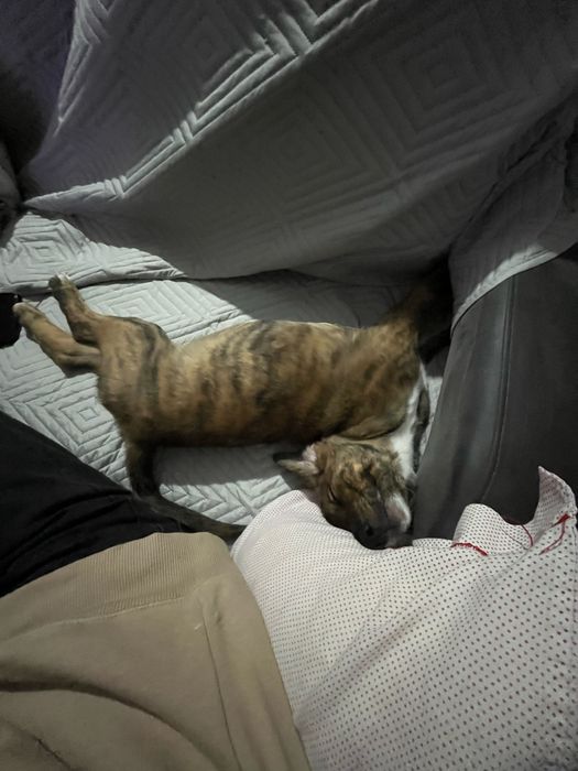 Cão Junior para Adoção
