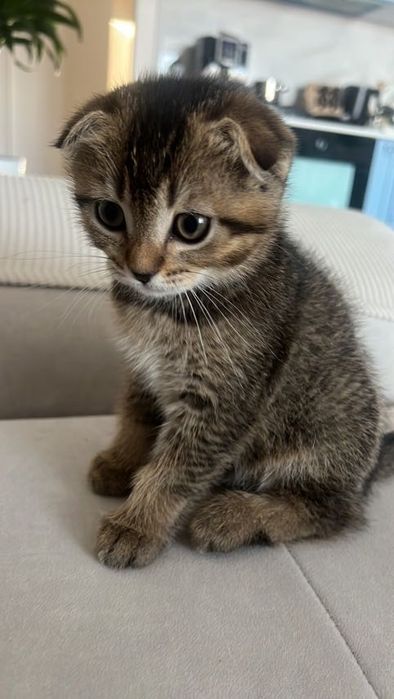 Шотландська весловуха дівчинка (Scottish Fold)