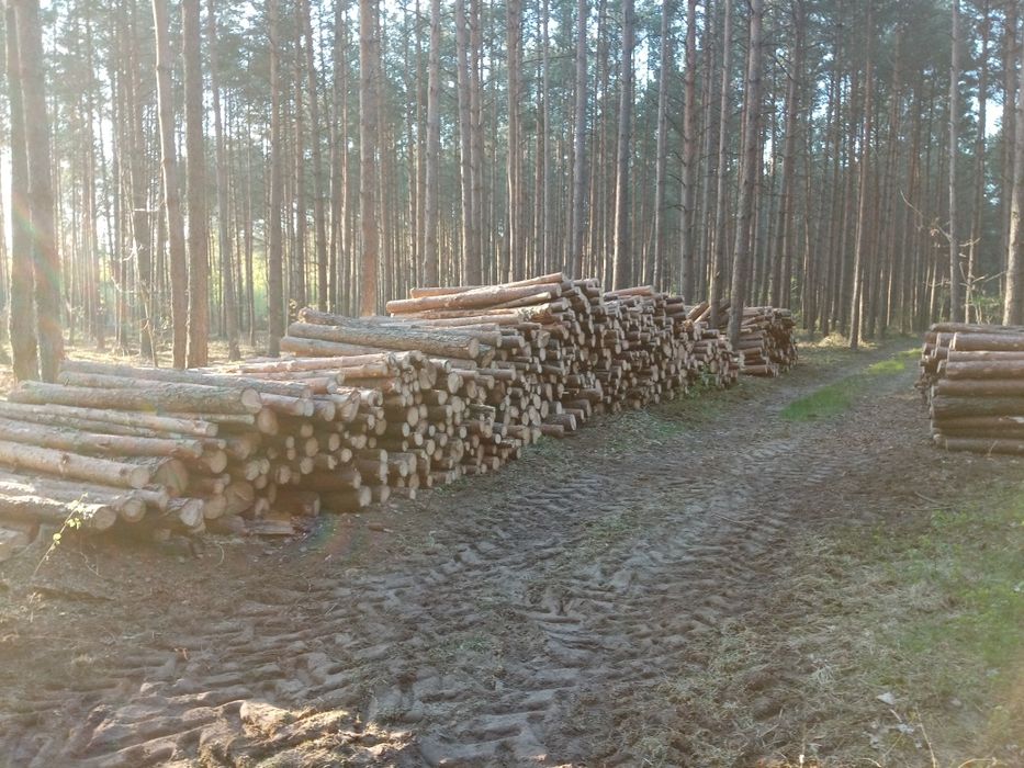 Drzewo opał sosna metry