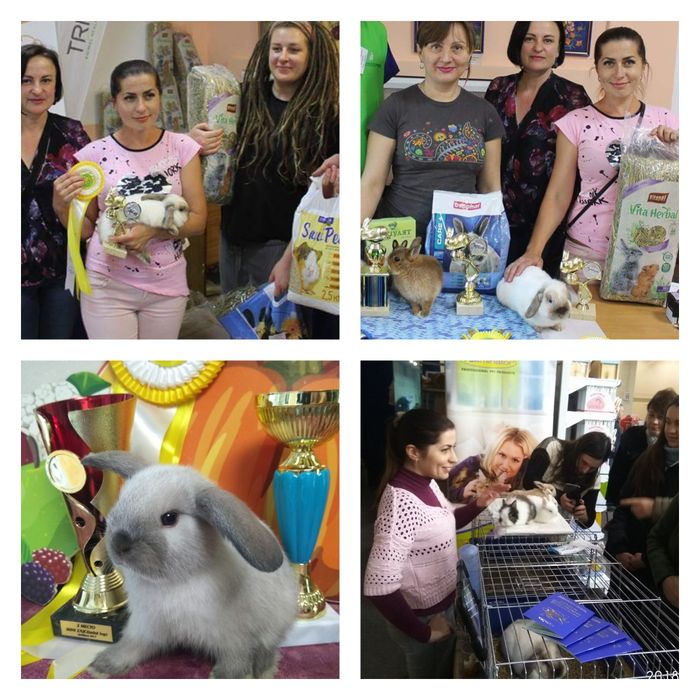 Розплідник карликових кроликів"BAMBY"