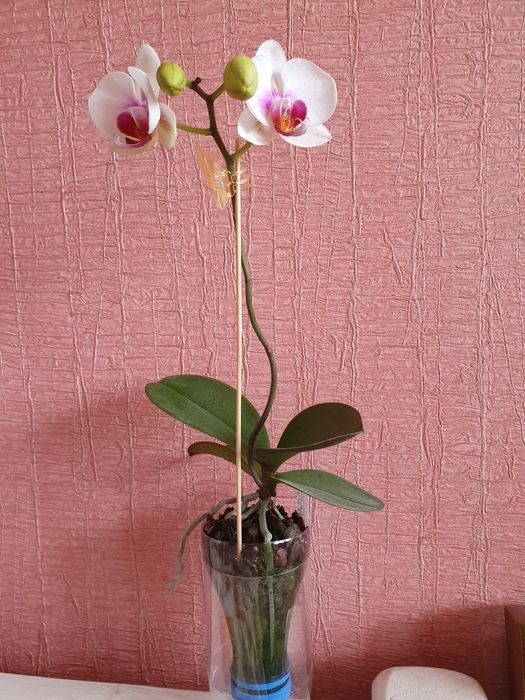 Орхидея 777 или РF 5210 Little Gem Stripes