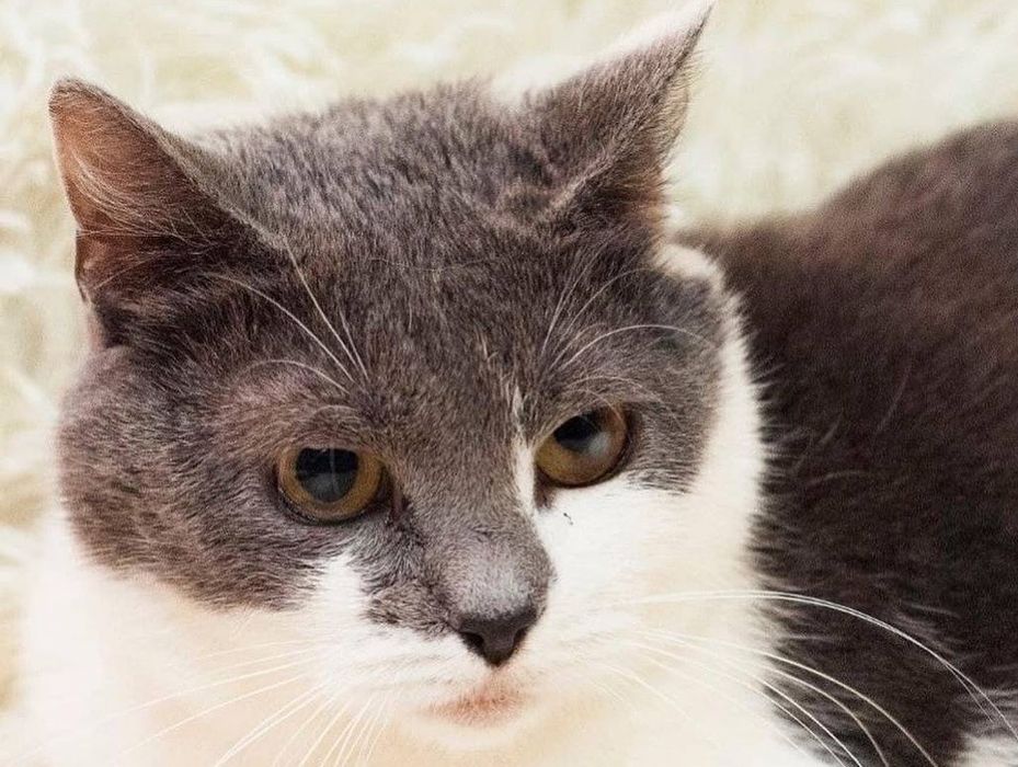 Добра Кішечка Санні мріє про родину!