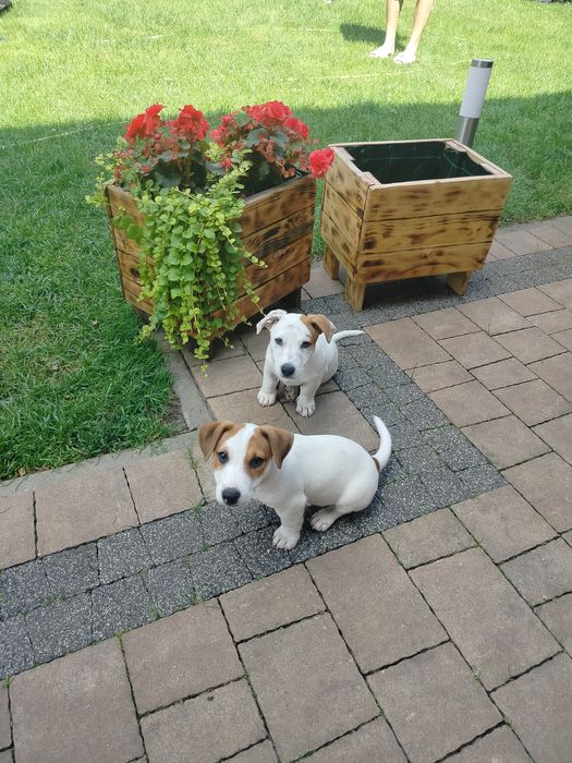 Jack Russell terrier szczeniak