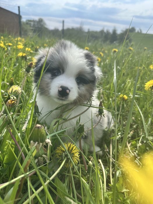 Miniaturowy Owczarek Amerykański piesek gotowy na zmianę domu, ZKwP, FCI