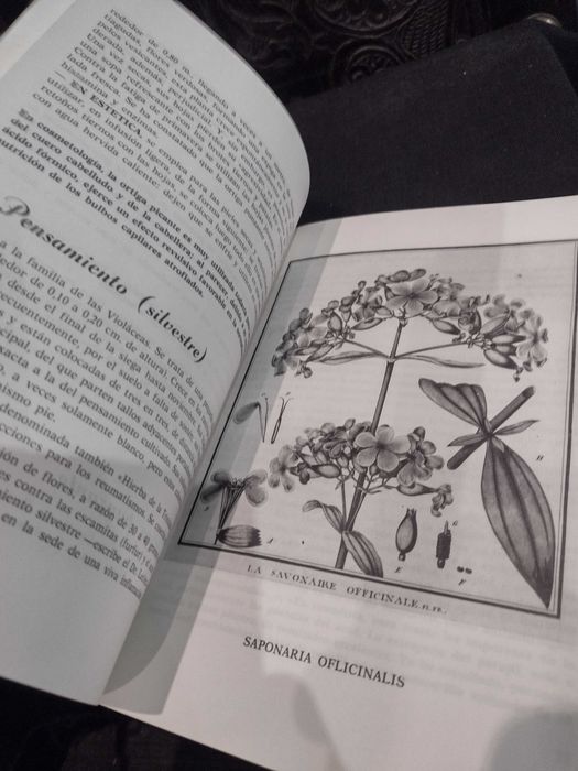 Flores, Frutas y Plantas en los Cuidados de Beleza 1977