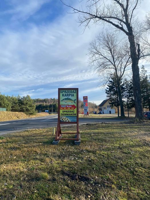 Sprzedaż karpia tołpygi amura szczupaka lina