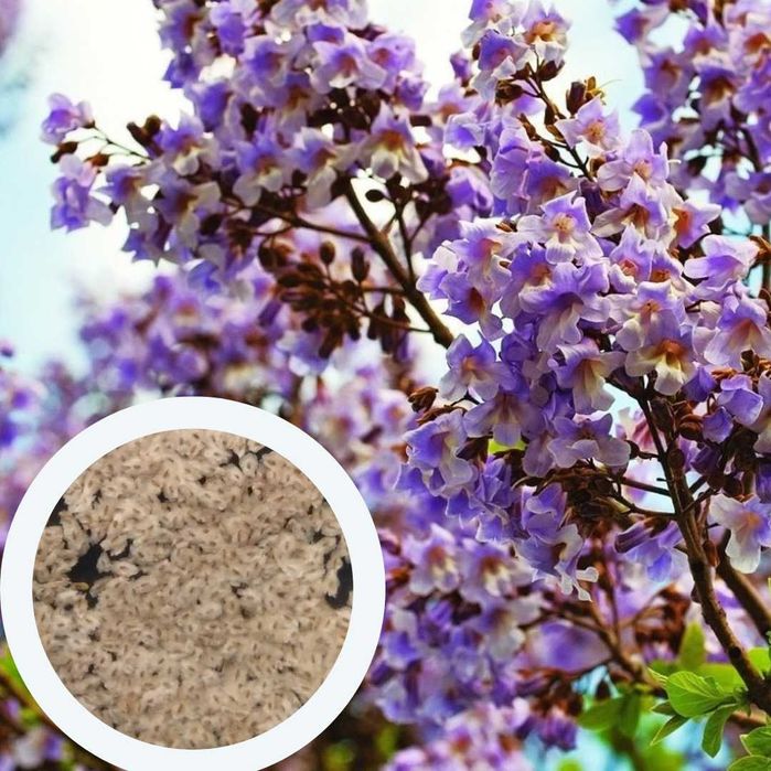 Павловнія повстяна (войлочна) медонос декоративна насіння семена