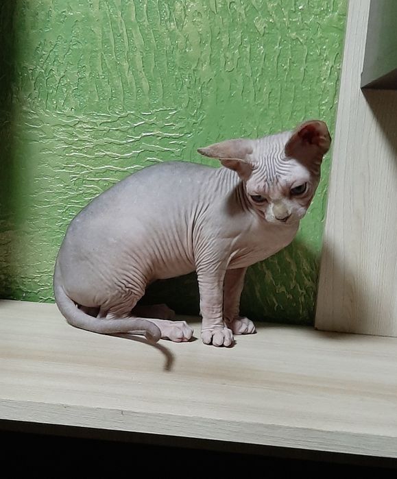 Гарний канадік хлопчик