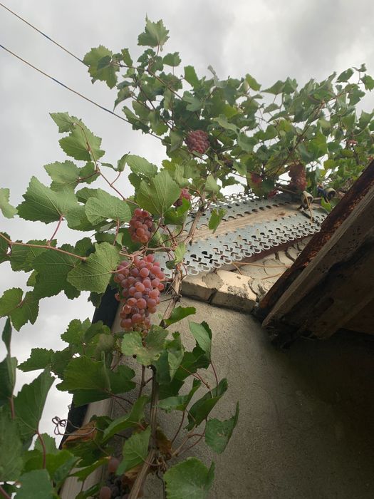 Продаю виноград: «Молдова», «Днестровский розовый», «Кудерка».