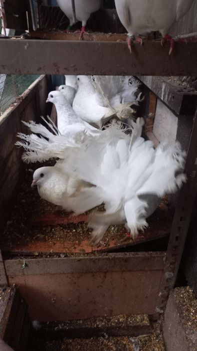 Pombos brancos para venda, tenho galinhas também